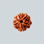 5 Mukhi Nepali Rudraksha